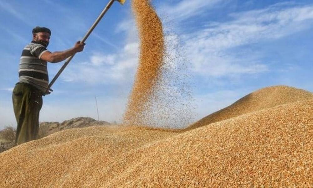 رغم التحديات.. واسط تعلن تحقيق الاكتفاء الذاتي من محصول الحنطة
