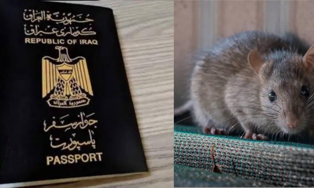 فأر يتسبب بتوقف إصدار جوازات السفر في أربيل!