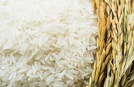 في العراق .. الاعلان عن ايقاف زراعة "الرز والذرة الصفراء" .. والسبب !!